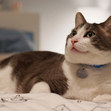 Entry image for Miso