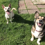 Entry image for Brock (left) and Misty (right)