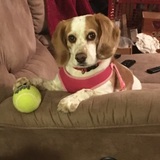 Entry image for Daisy