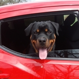 Entry image for Loki