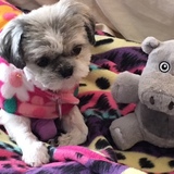 Entry image for Gertie