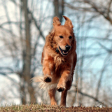 Entry image for willow