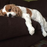 Entry image for Peanut