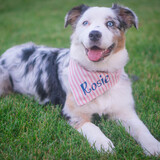 Entry image for Rosie