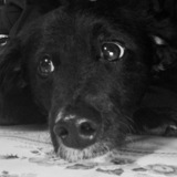 Entry image for Gizmo