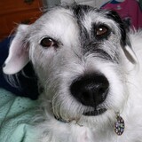 Entry image for Murphy