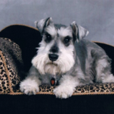 Entry image for ROCCO