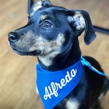 Entry image for Alfredo 