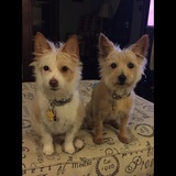 Entry image for Katie and Callie