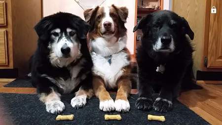 Entry image for Freckles, Ripley & Marge. Clicking this image will show a larger photo