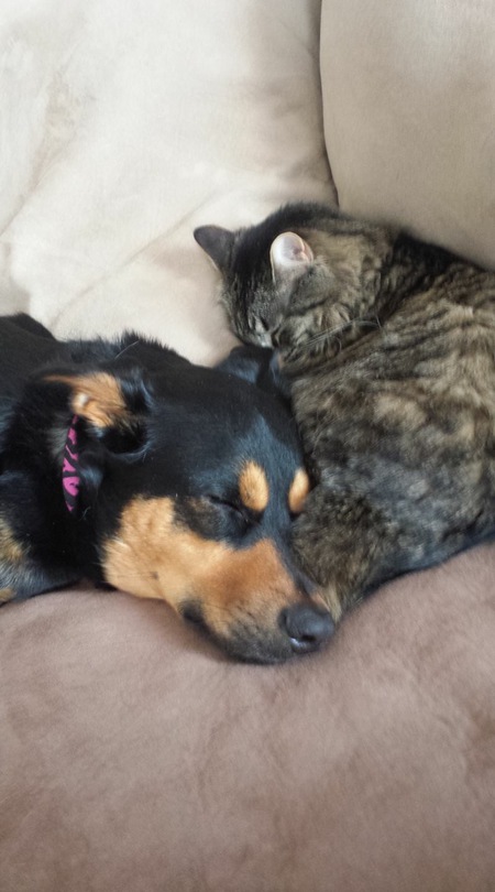 Entry image for Jasmine & Rajah. Clicking this image will show a larger photo