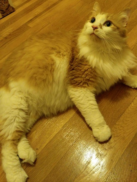 Entry image for Mr Fluffers. Clicking this image will show a larger photo