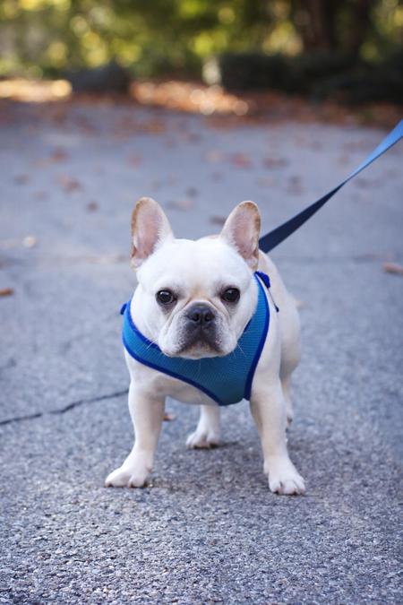 Entry image for Franklin. Clicking this image will show a larger photo