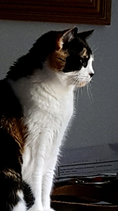 Entry image for Callie. Clicking this image will show a larger photo