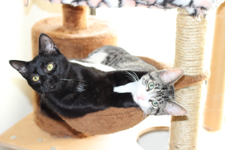 Entry image for Zeke And Britton Ochss. Clicking this image will show a larger photo
