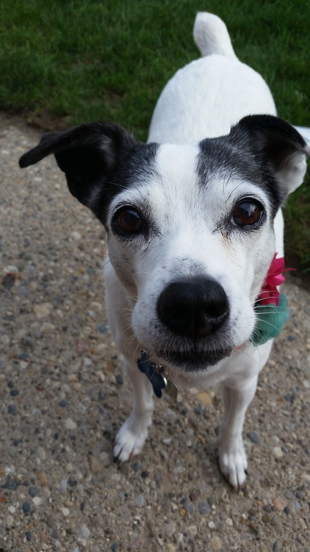 Entry image for Sparky. Clicking this image will show a larger photo