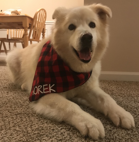 Entry image for Iorek. Clicking this image will show a larger photo