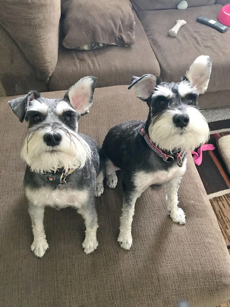 Entry image for Hildi (left) and Ella (right). Clicking this image will show a larger photo