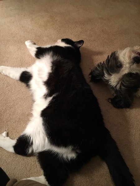 Entry image for Toby & Tuna. Clicking this image will show a larger photo