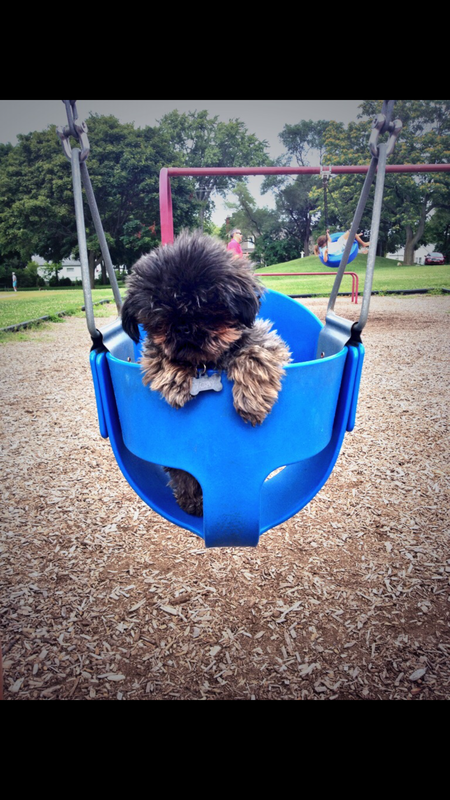 Entry image for Toby. Clicking this image will show a larger photo