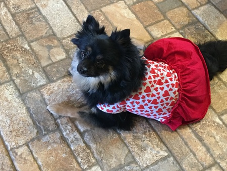 Entry image for Princess Harlie . Clicking this image will show a larger photo