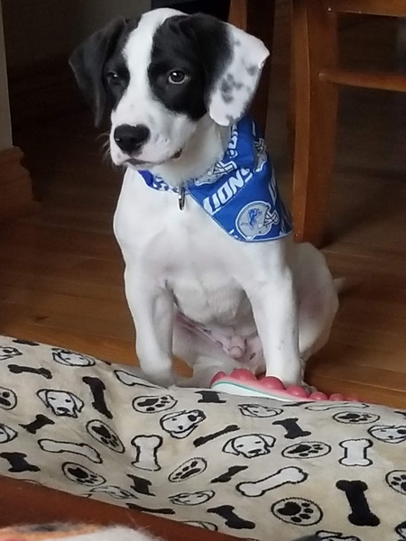 Entry image for Scout. Clicking this image will show a larger photo