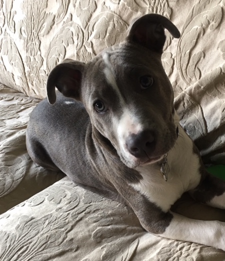 Entry image for Gracie. Clicking this image will show a larger photo