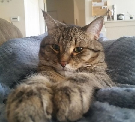 Entry image for Jack Jack the Cat Cat. Clicking this image will show a larger photo