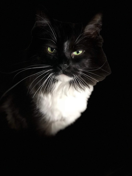 Entry image for Tucker. Clicking this image will show a larger photo