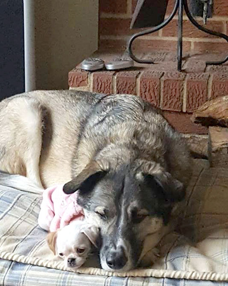 Entry image for Koda & Gracie. Clicking this image will show a larger photo