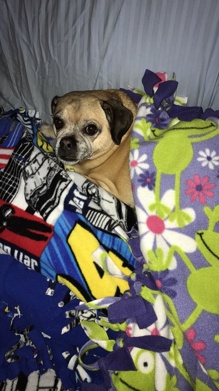 Entry image for Dexter. Clicking this image will show a larger photo
