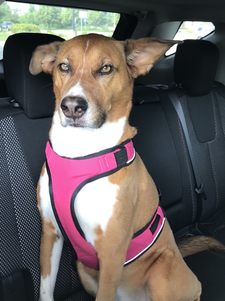 Entry image for Bella. Clicking this image will show a larger photo