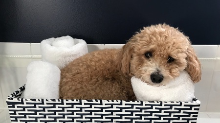Entry image for Bailey. Clicking this image will show a larger photo