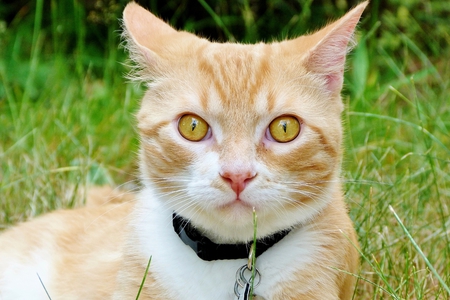 Entry image for Buster. Clicking this image will show a larger photo