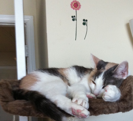 Entry image for Sophia. Clicking this image will show a larger photo