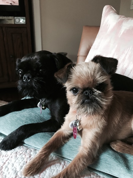 Entry image for JoJo and Oscar. Clicking this image will show a larger photo