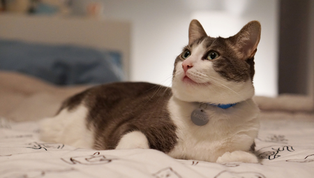 Entry image for Miso. Clicking this image will show a larger photo