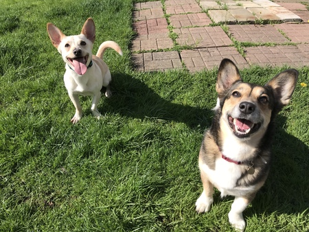 Entry image for Brock (left) and Misty (right). Clicking this image will show a larger photo