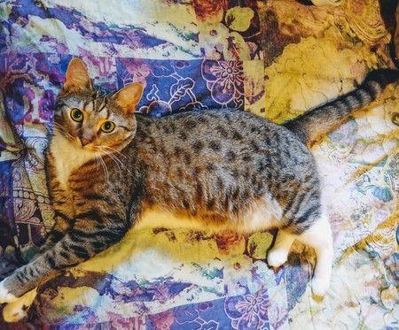 Entry image for Ginger "Oh Snap!" Young. Clicking this image will show a larger photo