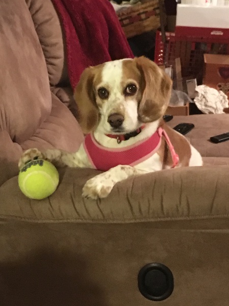 Entry image for Daisy. Clicking this image will show a larger photo
