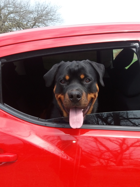 Entry image for Loki. Clicking this image will show a larger photo