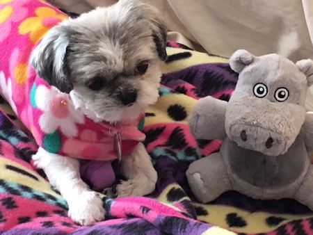 Entry image for Gertie. Clicking this image will show a larger photo