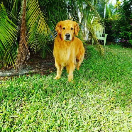 Entry image for Baxter . Clicking this image will show a larger photo