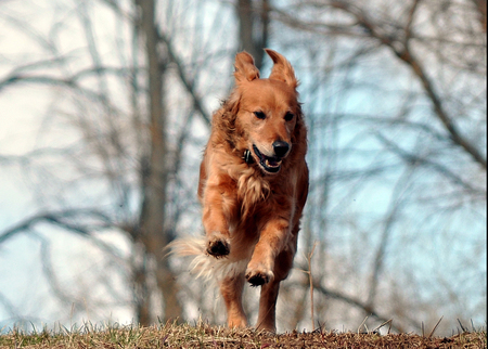 Entry image for willow. Clicking this image will show a larger photo