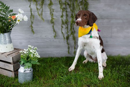 Entry image for Reggie. Clicking this image will show a larger photo