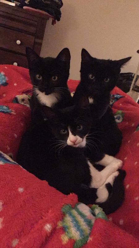 Entry image for Boots, Vader & Roly. Clicking this image will show a larger photo
