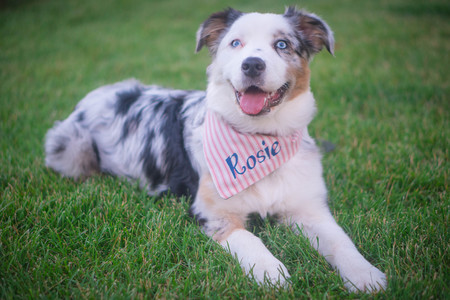 Entry image for Rosie. Clicking this image will show a larger photo