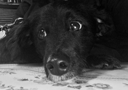 Entry image for Gizmo. Clicking this image will show a larger photo
