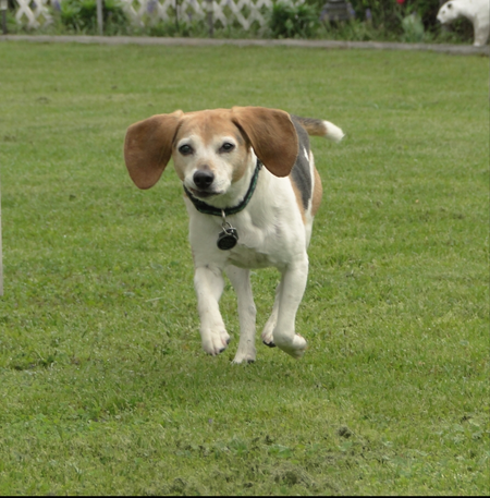 Entry image for Pooh. Clicking this image will show a larger photo