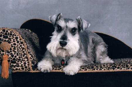 Entry image for ROCCO. Clicking this image will show a larger photo